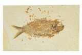Detailed Fossil Fish (Knightia) - Wyoming #345380-1